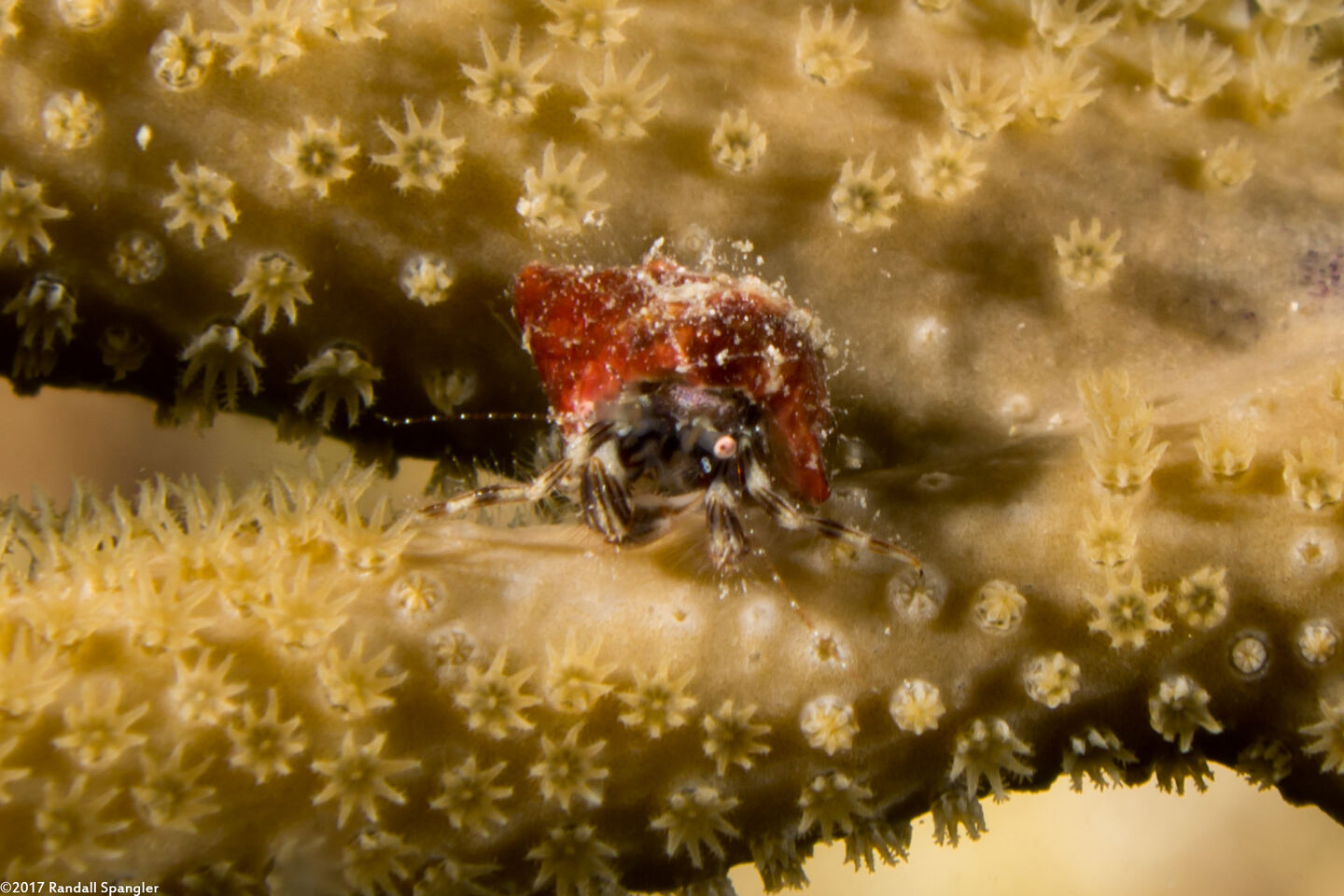 Pagurus brevidactylus (Shortfinger Hermit Crab)