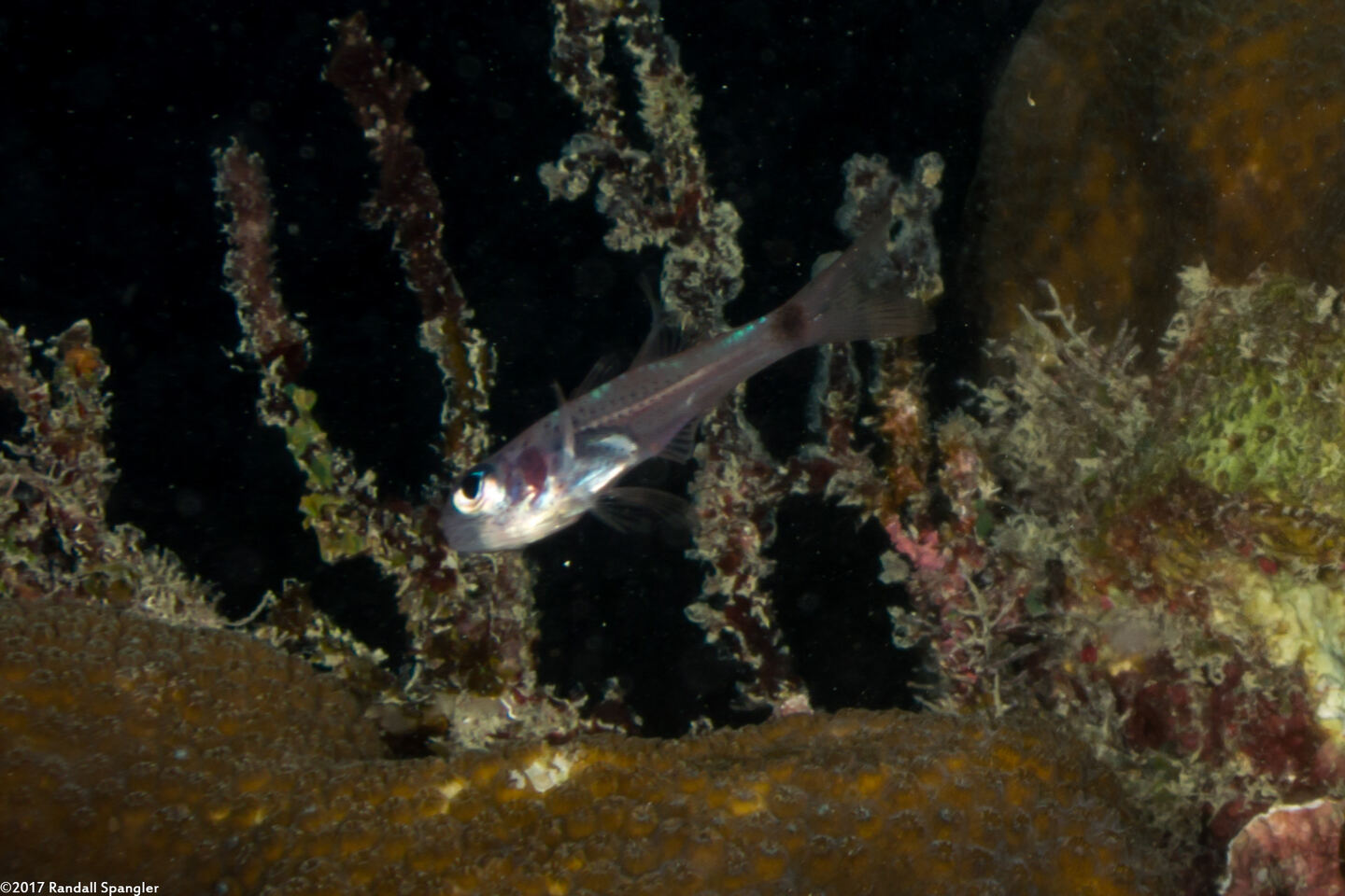 Phaeoptyx pigmentaria (Dusky Cardinalfish)