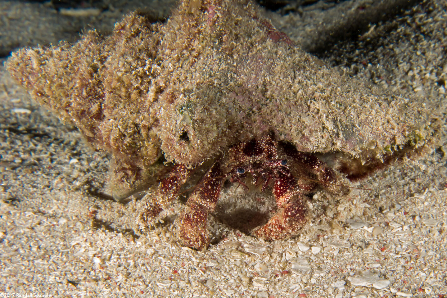 Paguristes puncticeps (Whitespeckled Hermit Crab)