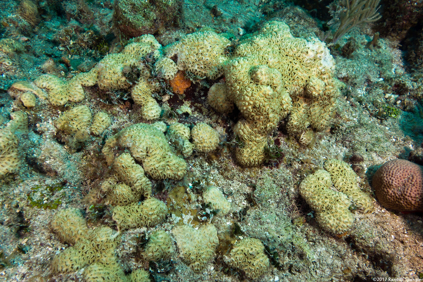Palythoa caribaeorum (Encrusting Zoanthid)