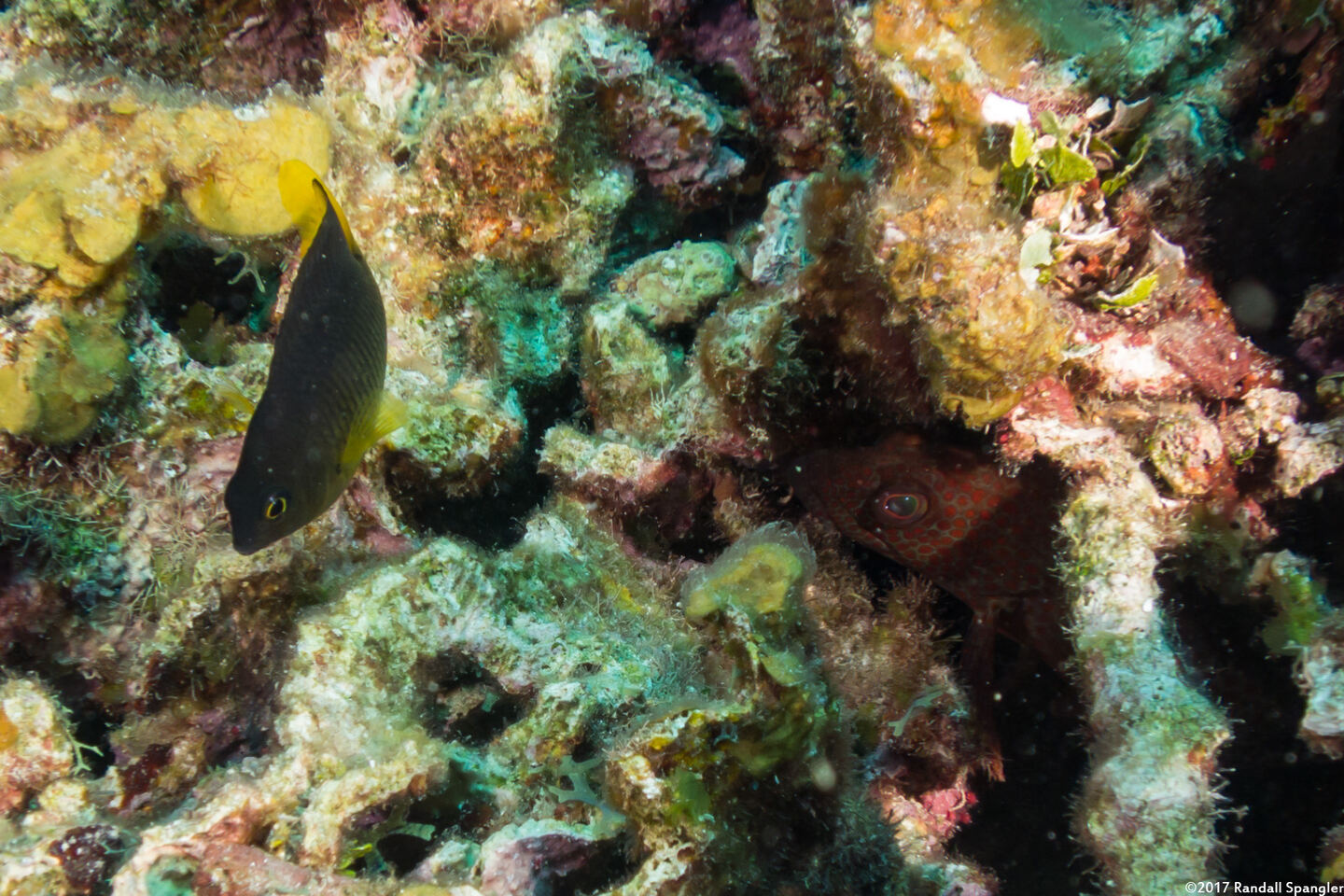 Stegastes variabilis (Cocoa Damselfish)