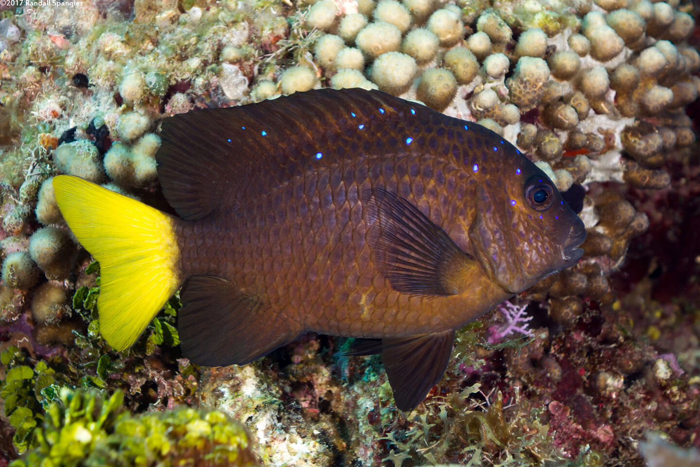 Microspathodon chrysurus (Yellowtail Damselfish)