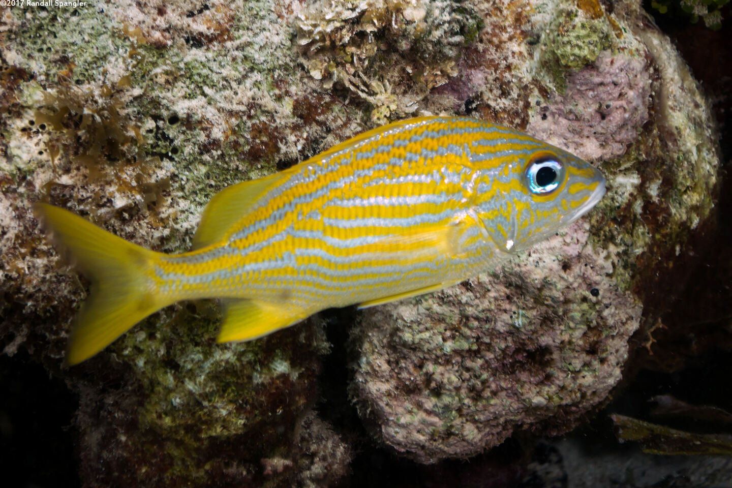 Haemulon flavolineatum (French Grunt)