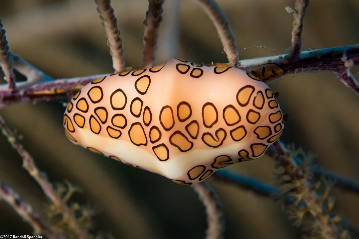 Cyphoma gibbosum (Flamingo Tongue)