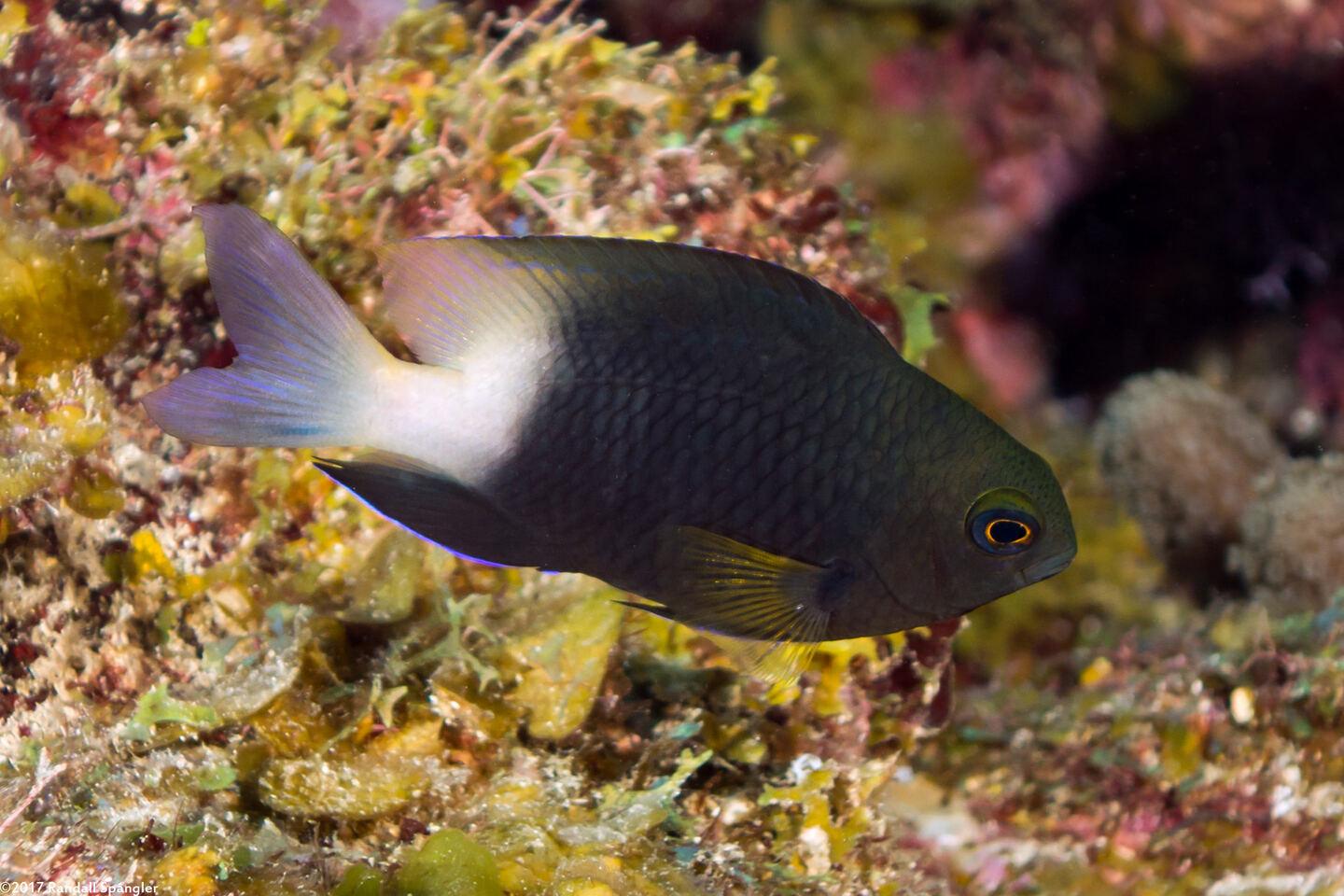 Stegastes partitus (Bicolor Damselfish)