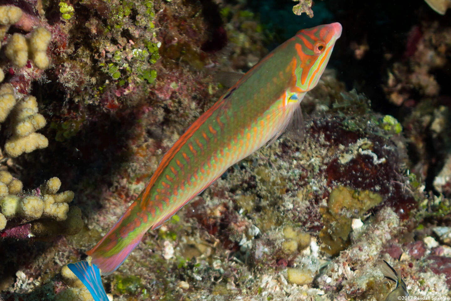 Halichoeres maculipinna (Clown Wrasse)