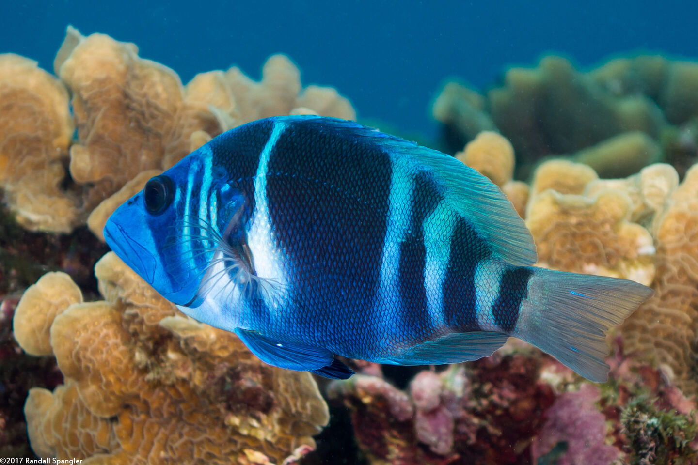 Hypoplectrus indigo (Indigo Hamlet)