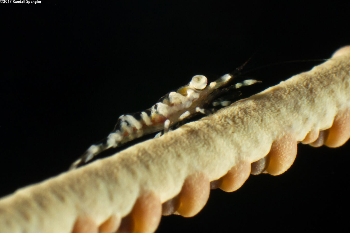 Pseudopontonides principis (Wire Coral Shrimp)