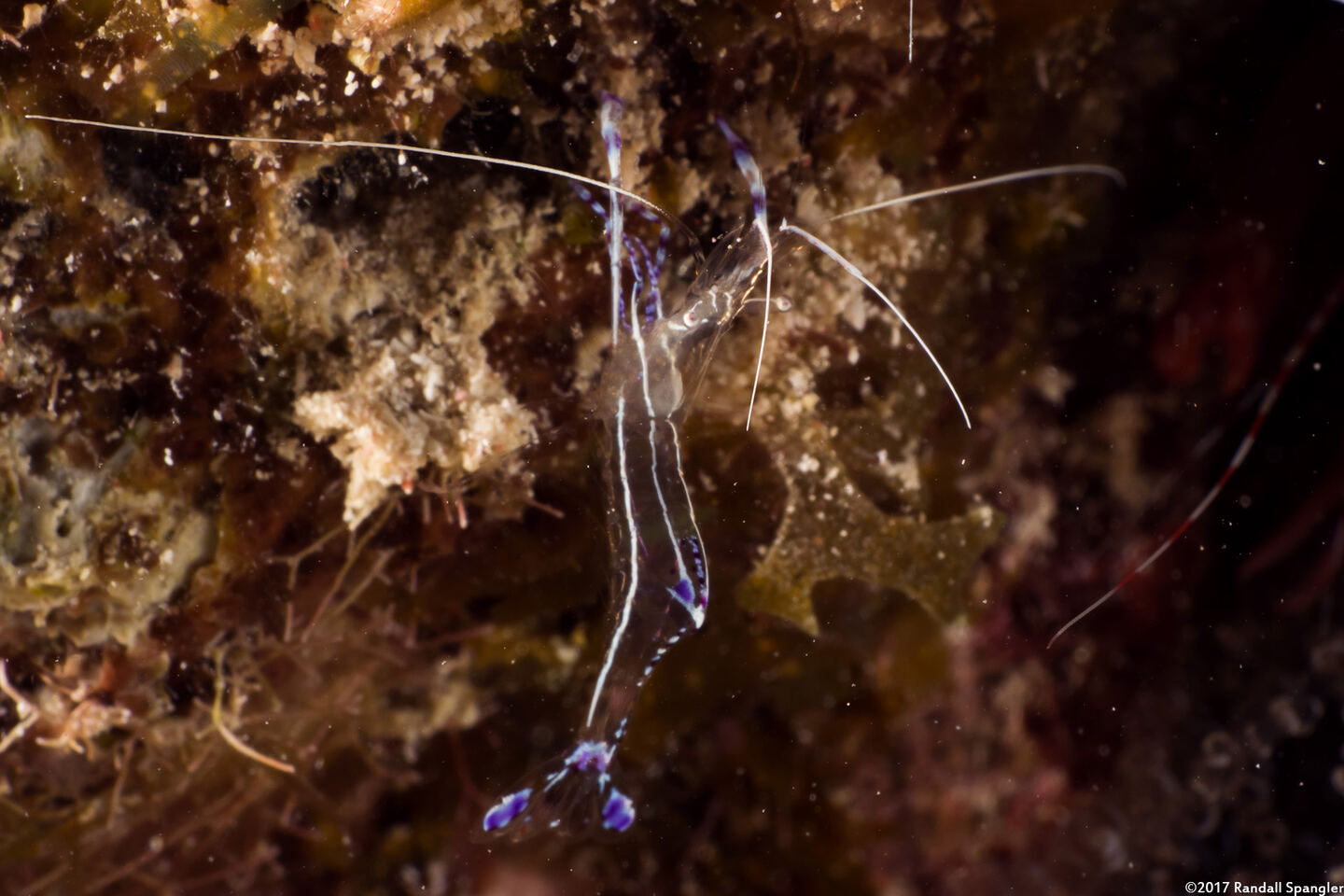 Ancylomenes pedersoni (Pederson Cleaner Shrimp)
