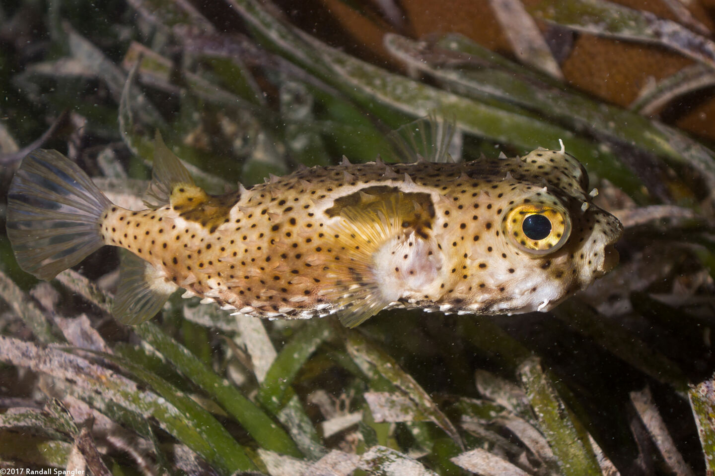 Chilomycterus antennatus (Bridled Burrfish)