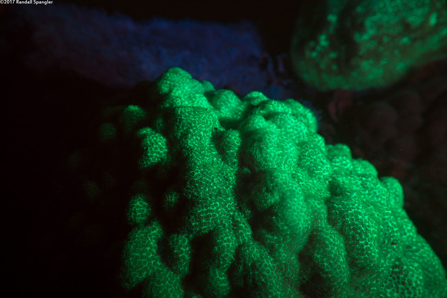 Porites astreoides (Mustard Hill Coral)