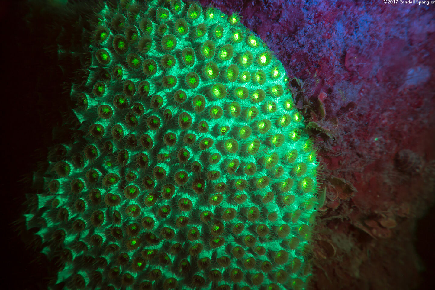 Orbicella faveolata (Mountainous Star Coral)