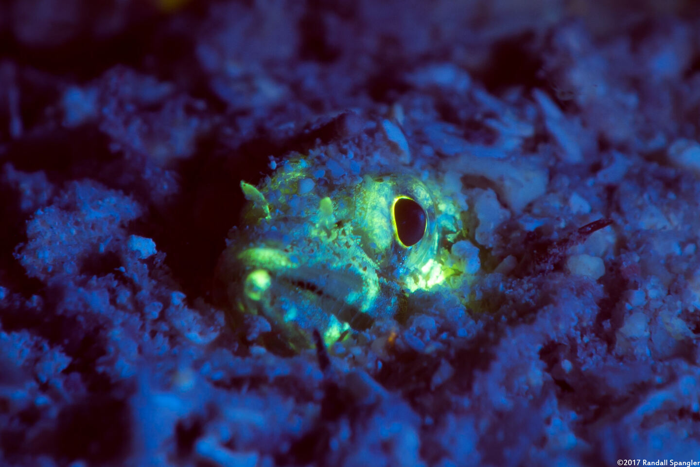 Synodus intermedius (Sand Diver)