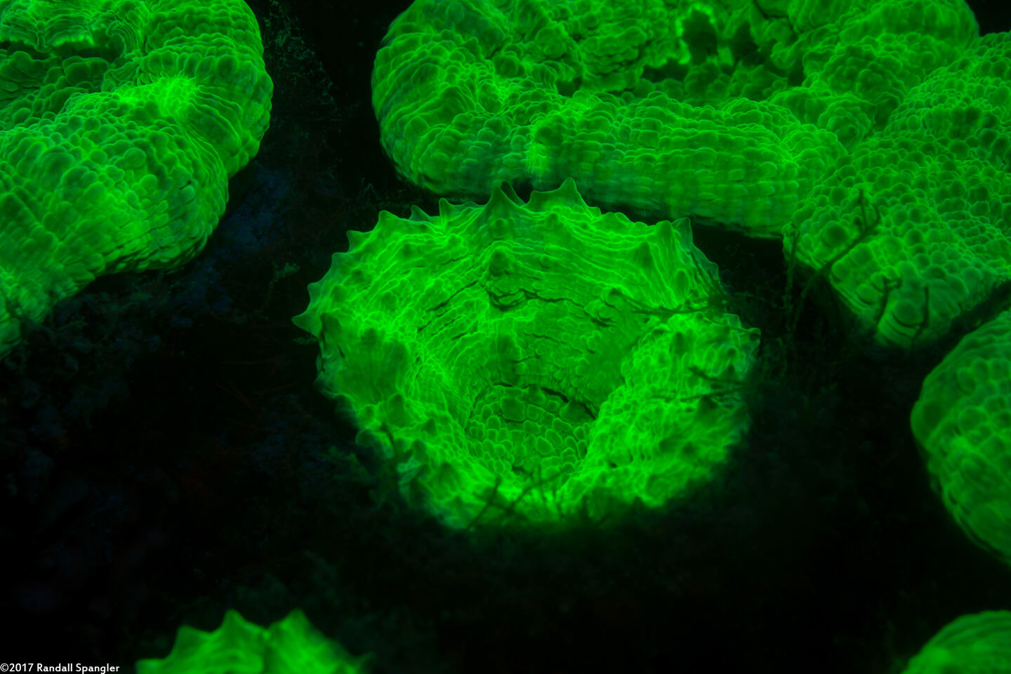 Mussa angulosa (Spiny Flower Coral)