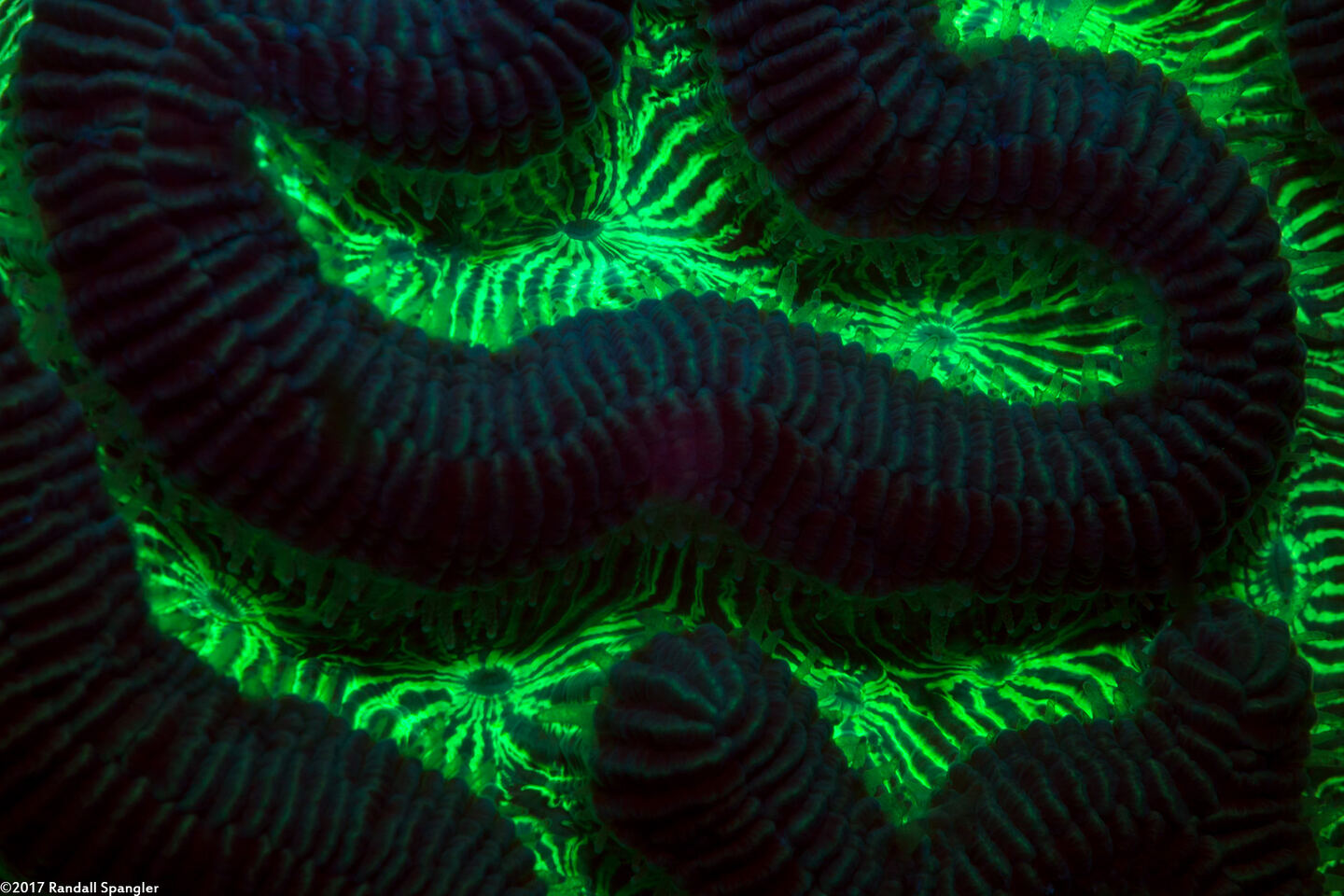 Pseudodiploria strigosa (Symmetrical Brain Coral)