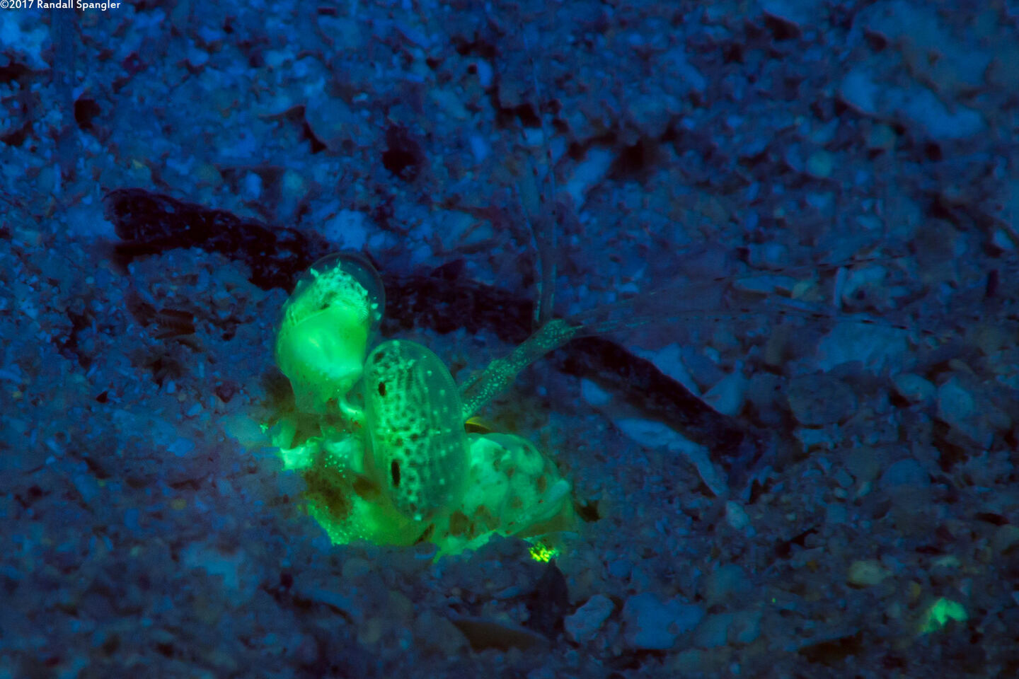 Lysiosquilla scabricauda (Scaly-Tailed Mantis Shrimp)