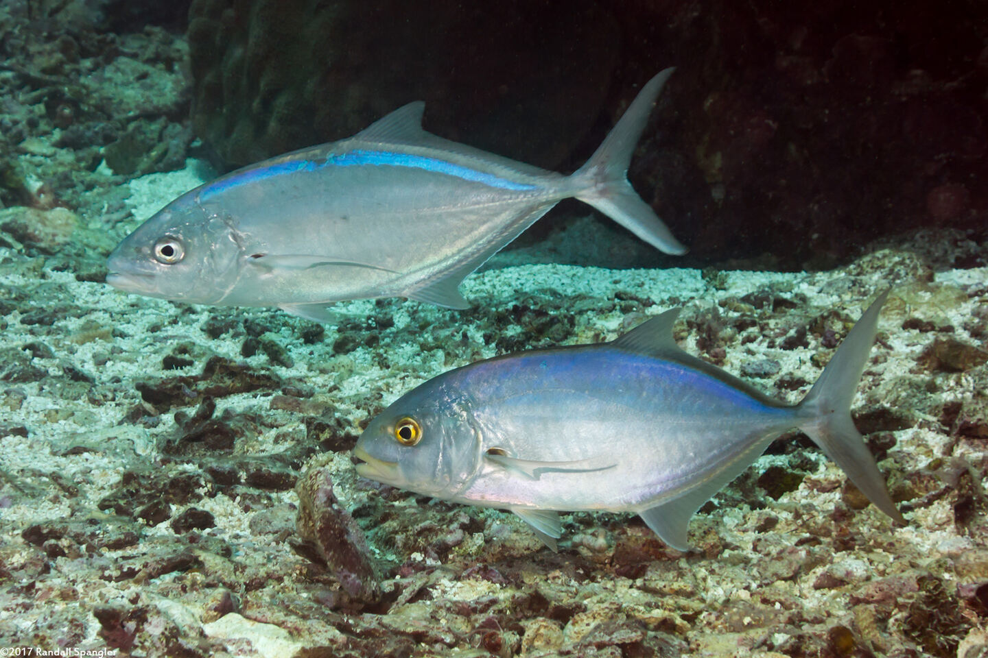 Caranx ruber (Bar Jack)