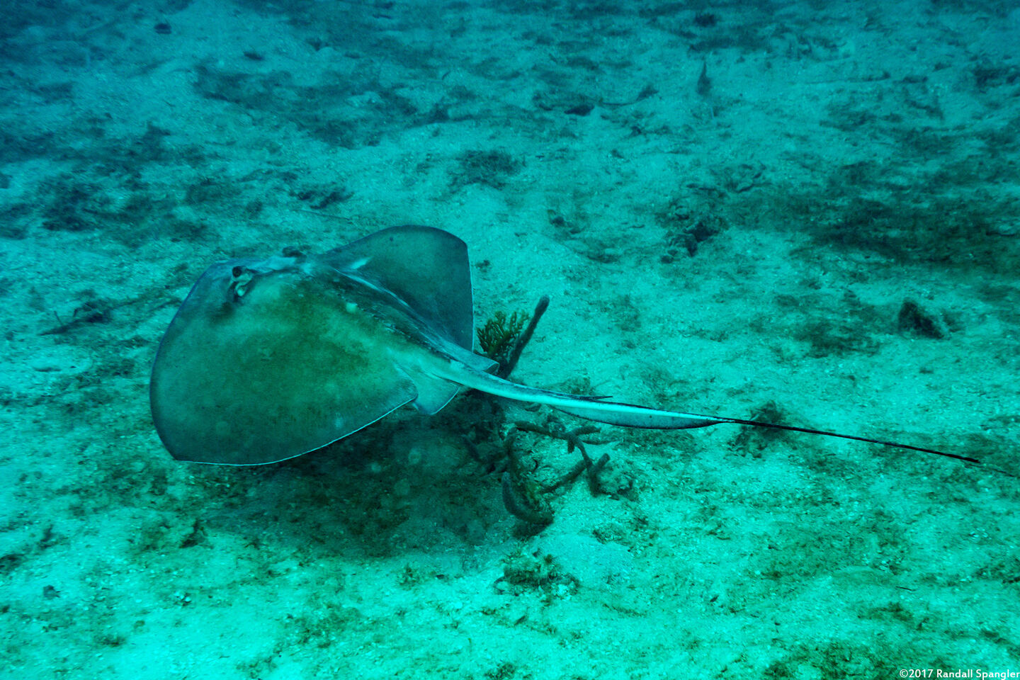 Hypanus americanus (Southern Stingray)
