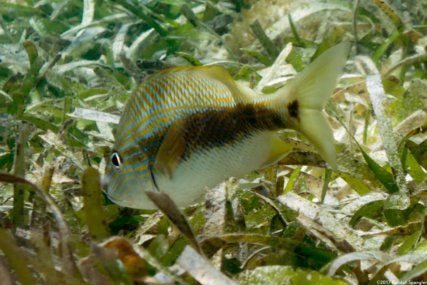 Haemulon plumierii (White Grunt)