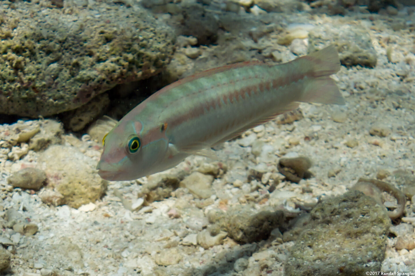 Halichoeres bivittatus (Slippery Dick)