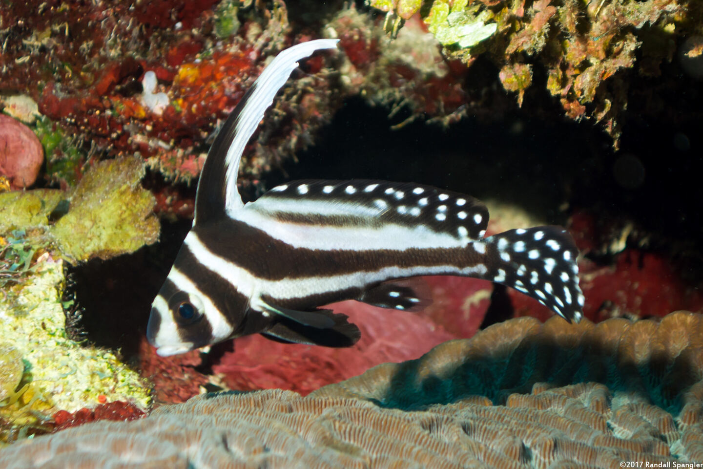 Equetas punctatus (Spotted Drum)