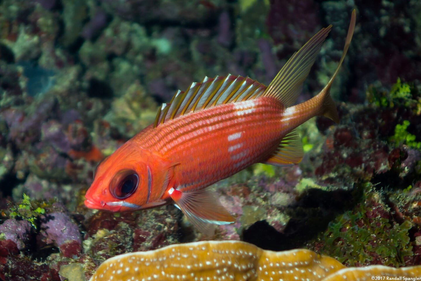 Holocentrus rufus (Longspine Squirrelfish)