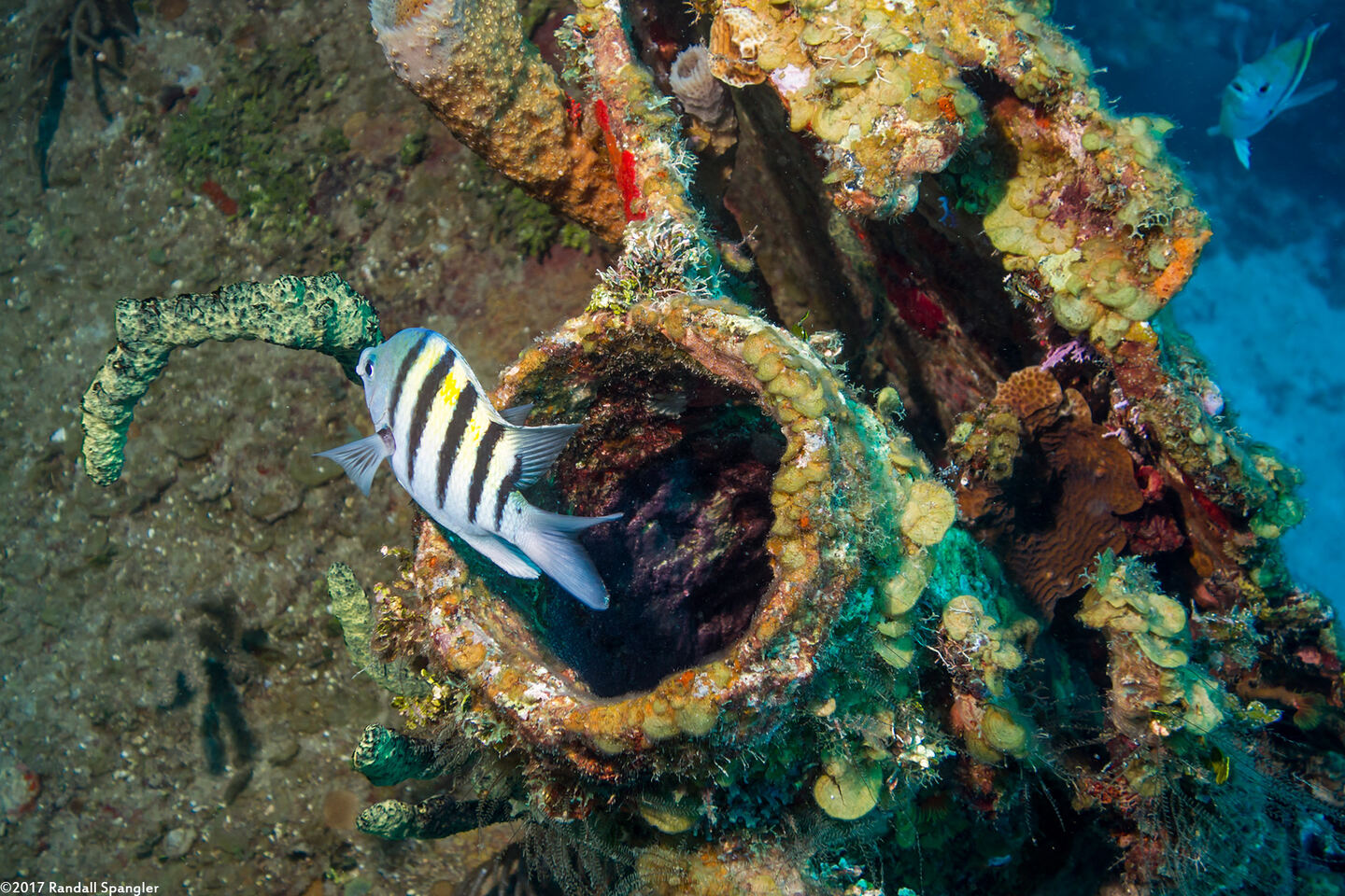 Abudefduf saxatilis (Sergeant Major)