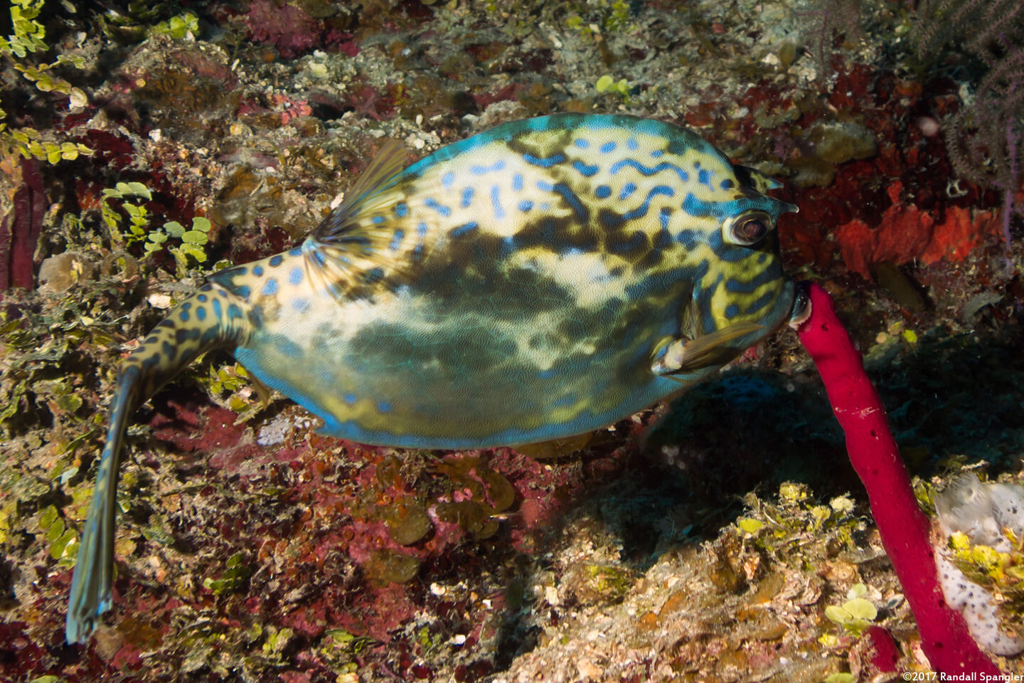 Acanthostracion quadricornis (Scrawled Cowfish)