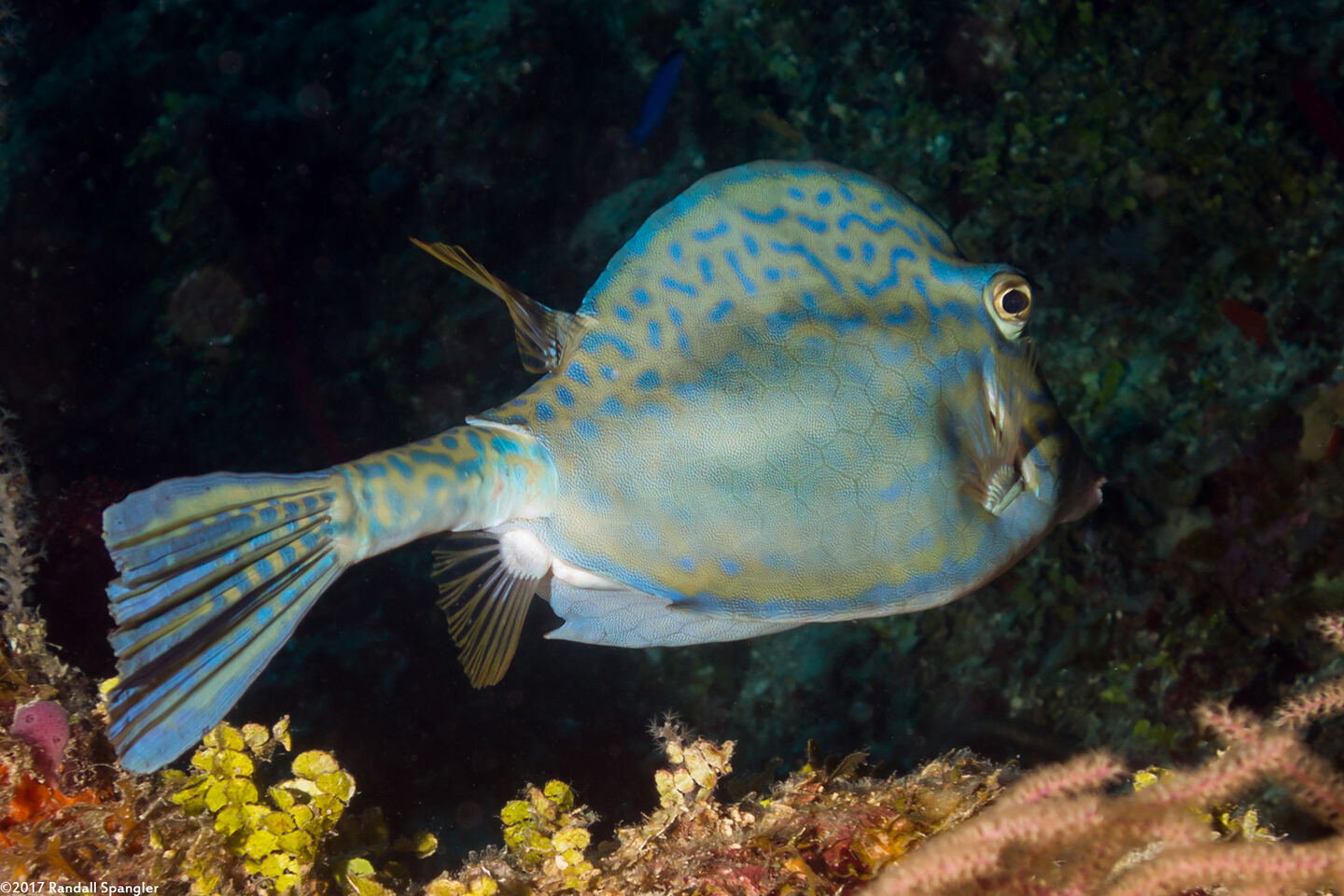 Acanthostracion quadricornis (Scrawled Cowfish)