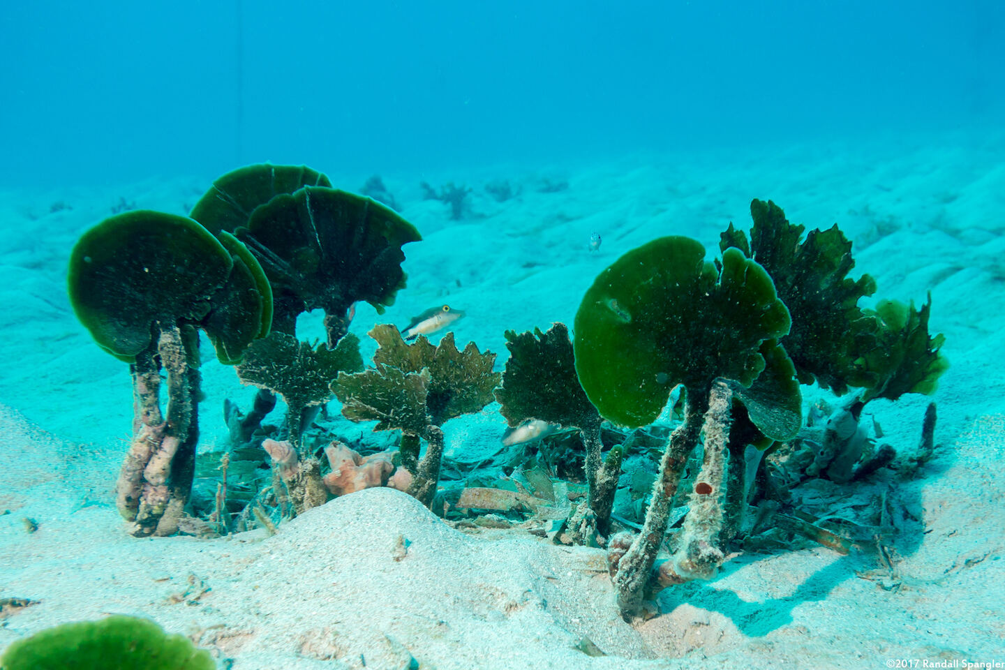 Udotea sp.1 (Mermaid's Fan)