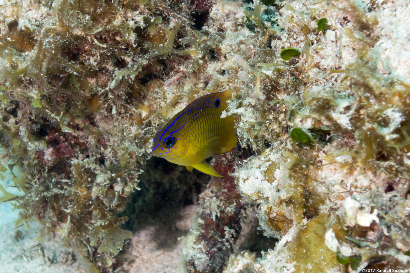 Stegastes diencaeus (Longfin Damselfish)