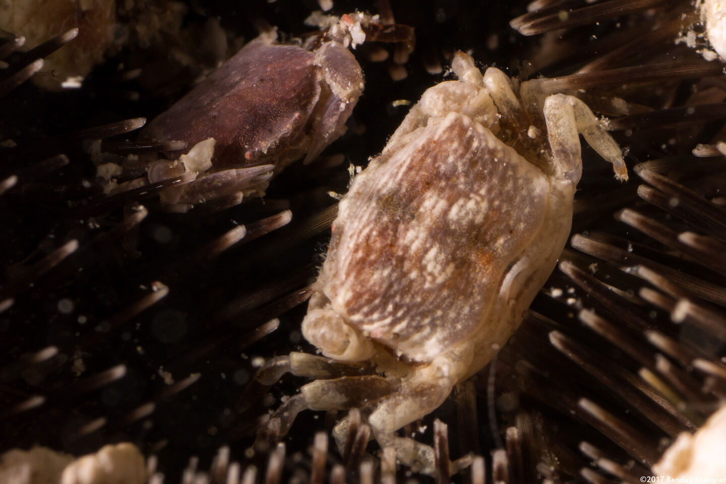 Clypeasterophilus rugatus (Wrinkled Pea Crab)