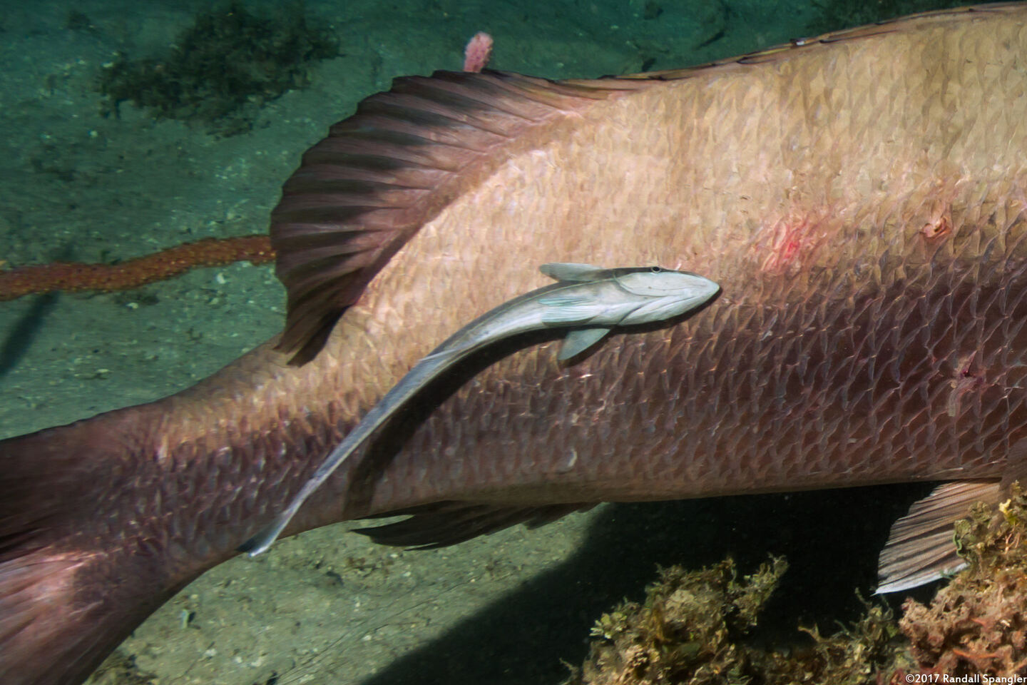 Echeneis naucrates (Sharksucker)