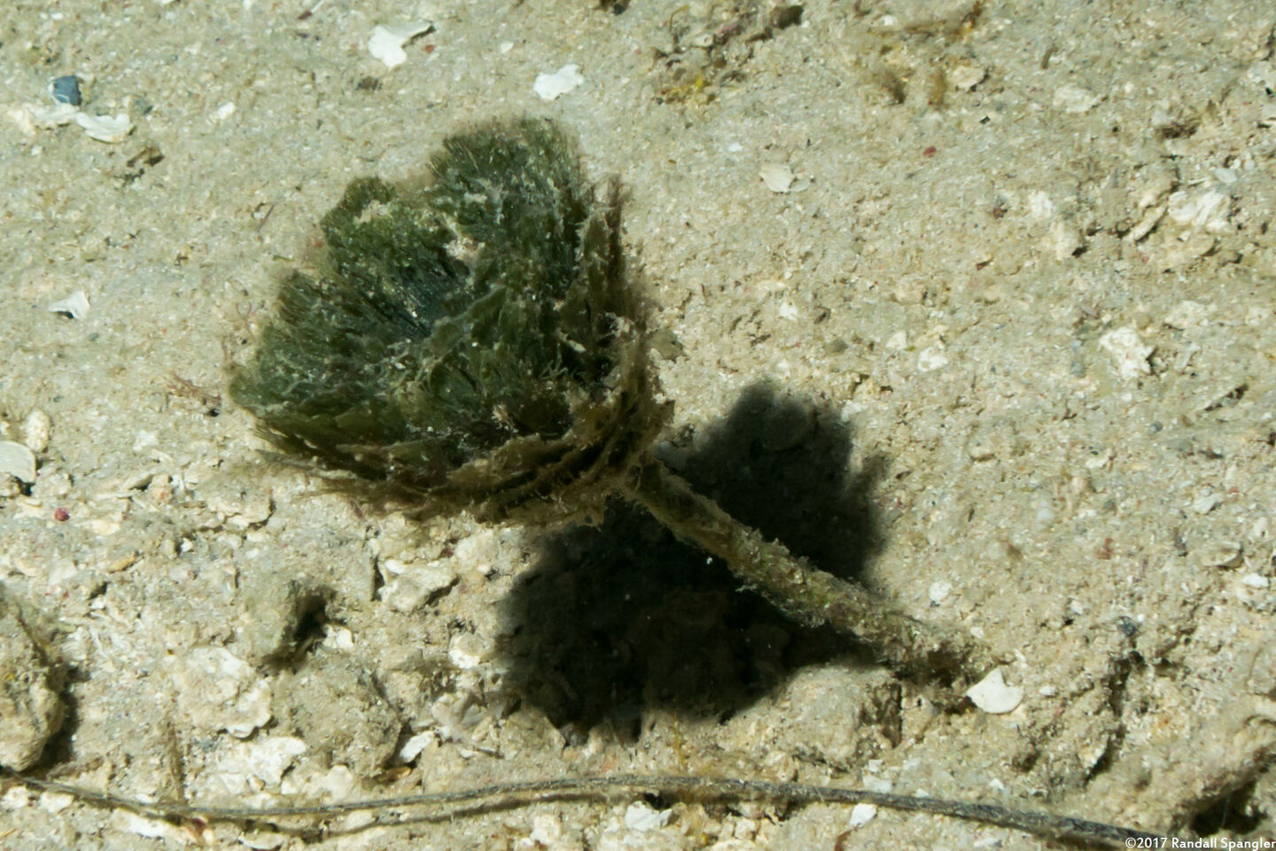 Rhipocephalus phoenix (Pinecone Alga)