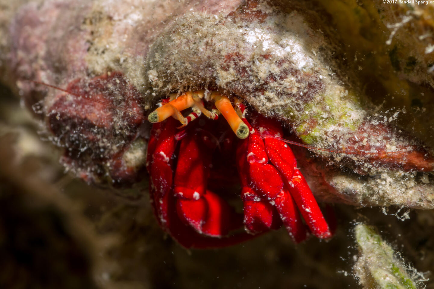 Paguristes cadenati (Red Reef Hermit Crab)