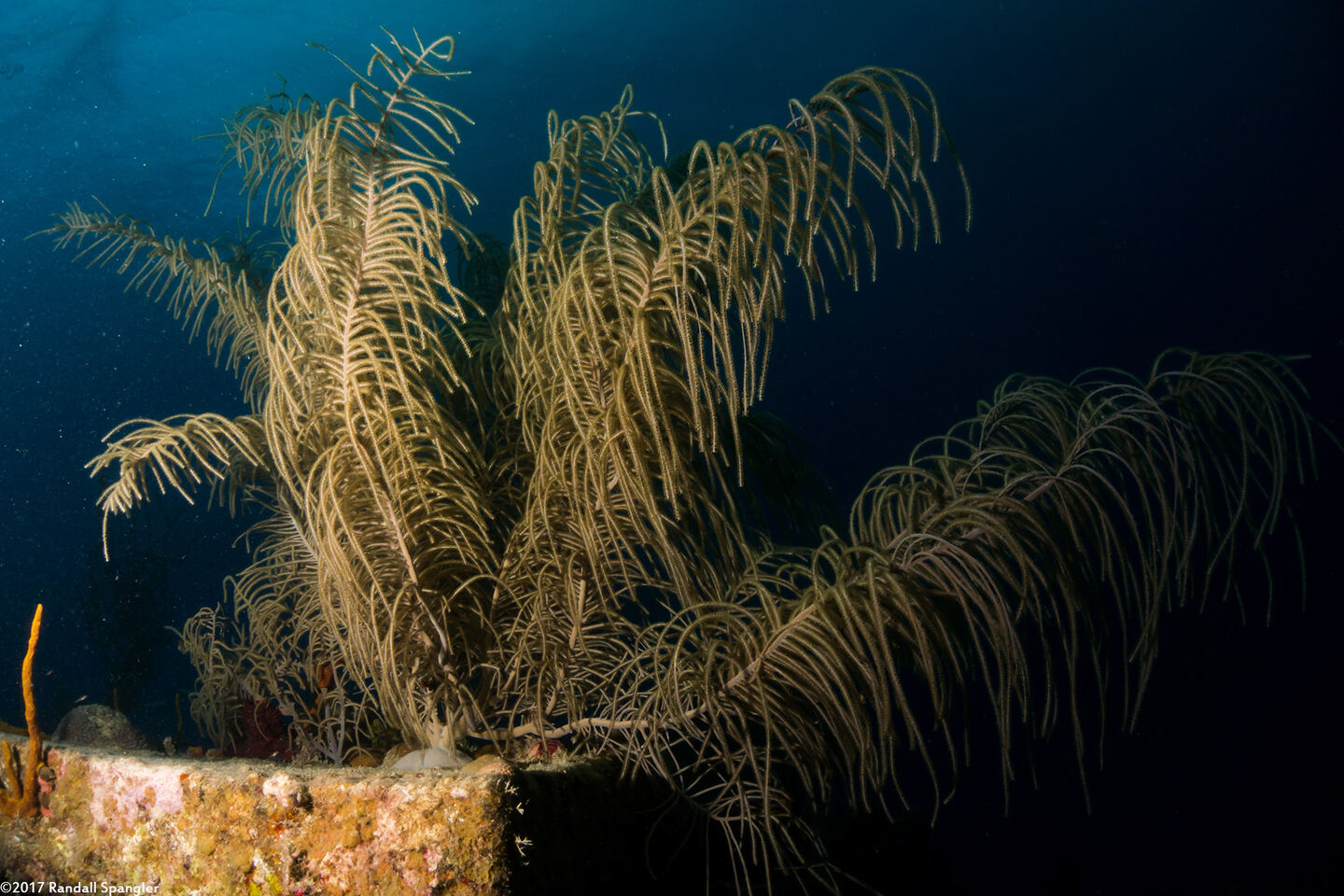 Antillogorgia sp.1 (Sea Plume)