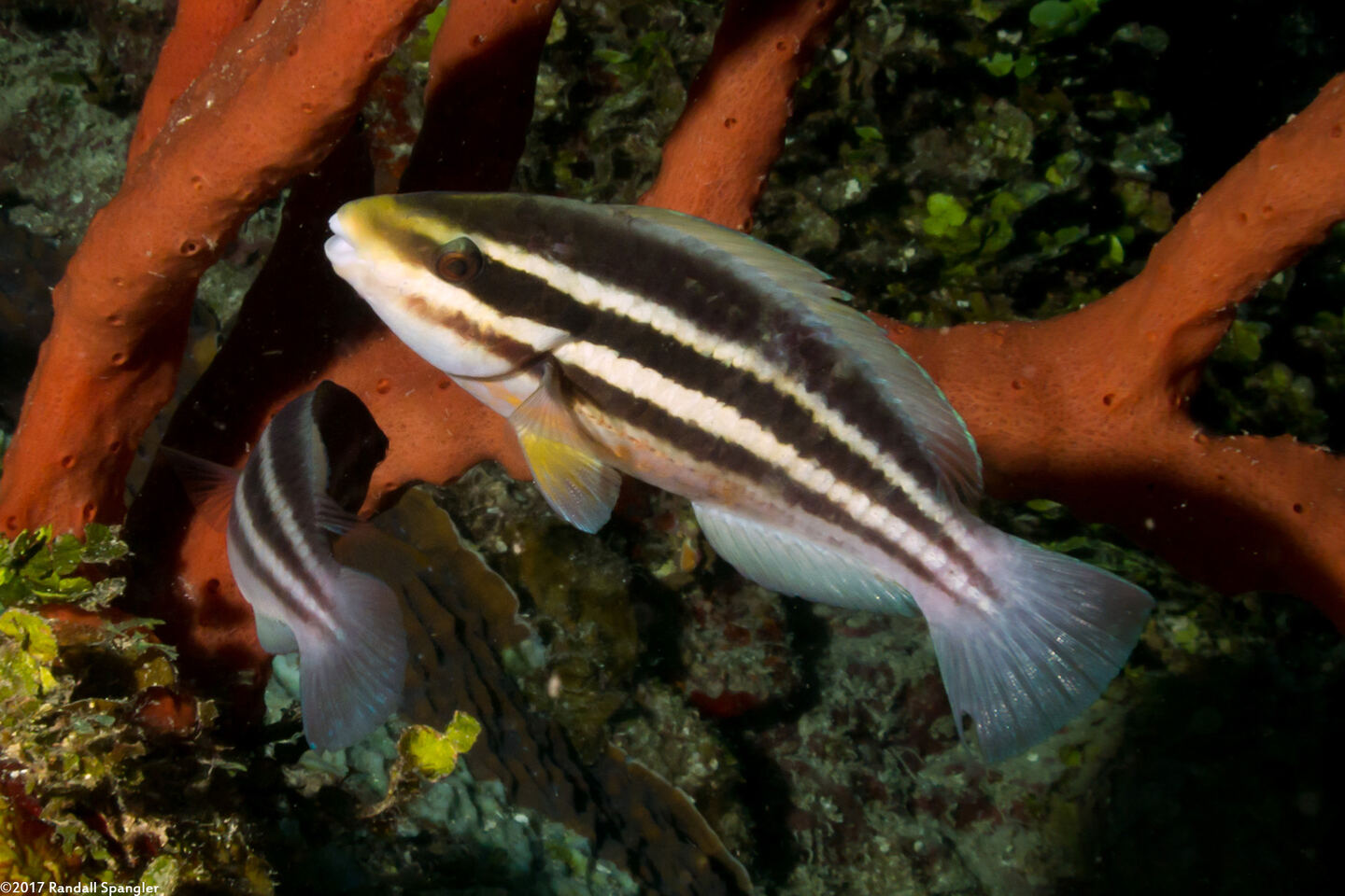 Scarus iseri (Striped Parrotfish)
