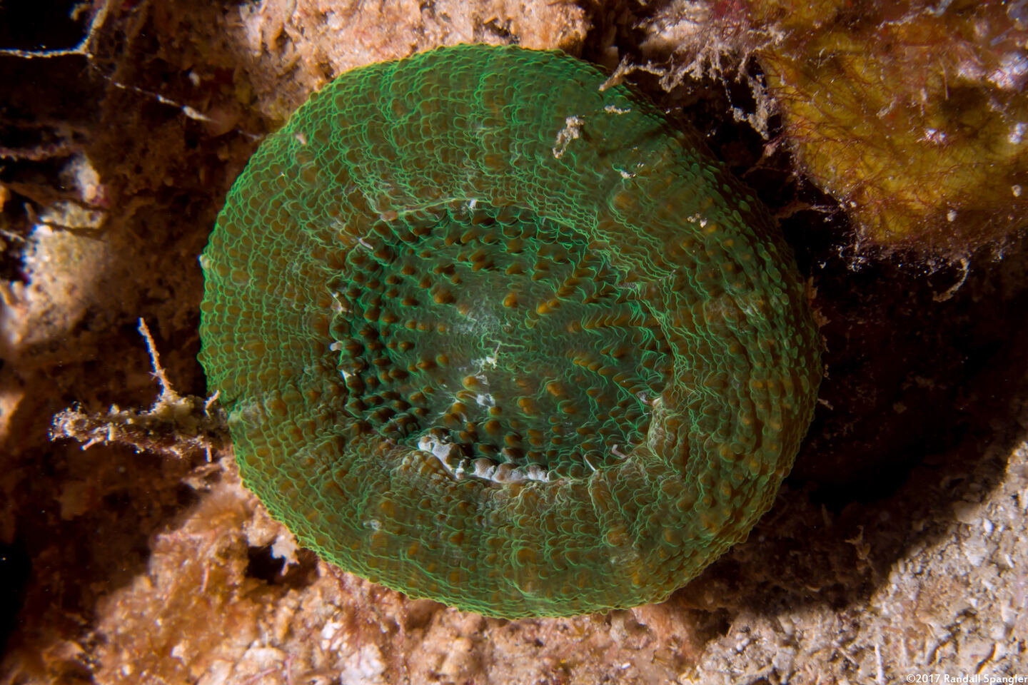 Scolymia wellsii (Solitary Disc Coral)