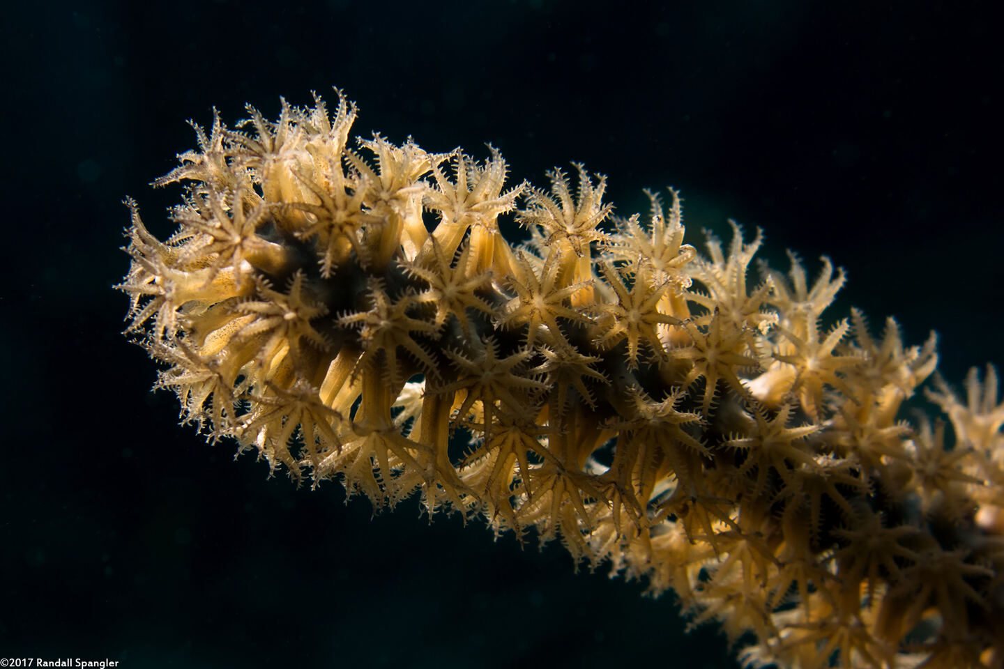 Plexaura homomalla (Black Sea Rod)
