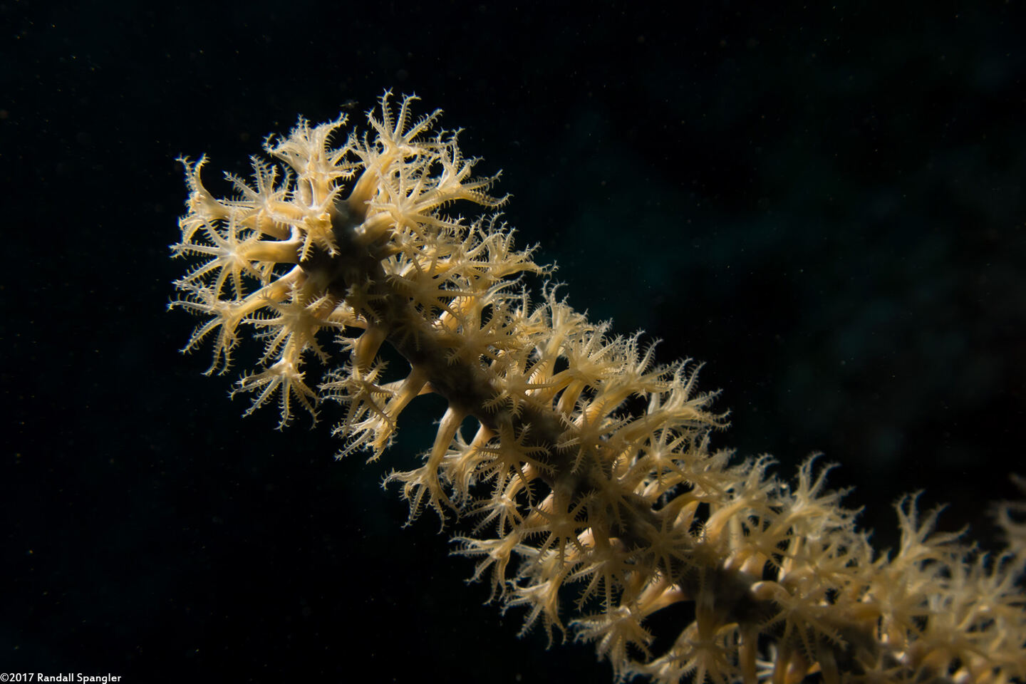 Plexaura homomalla (Black Sea Rod)