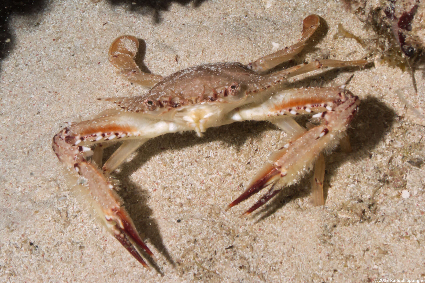 Achelous sebae (Ocellate Swimming Crab)