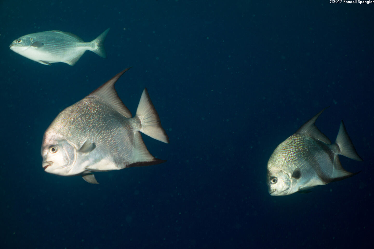 Chaetodipterus faber (Atlantic Spadefish)