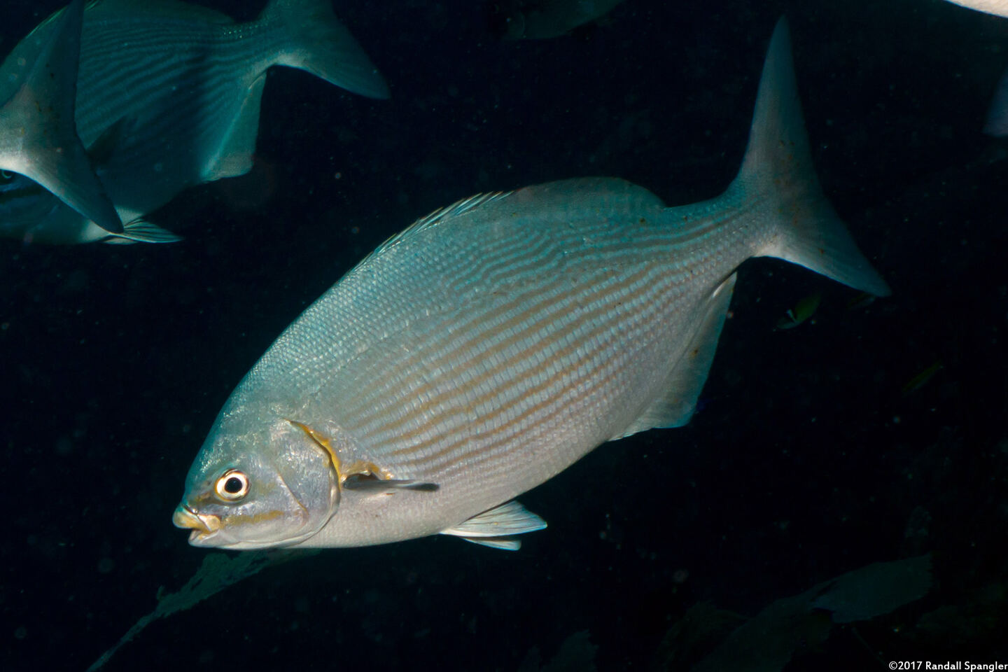 Kyphosus vaigiensis (Brassy Chub)