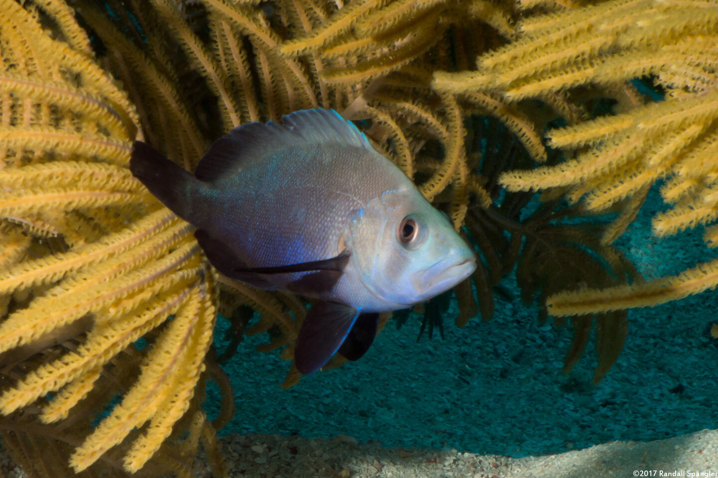 Hypoplectrus nigricans (Black Hamlet)