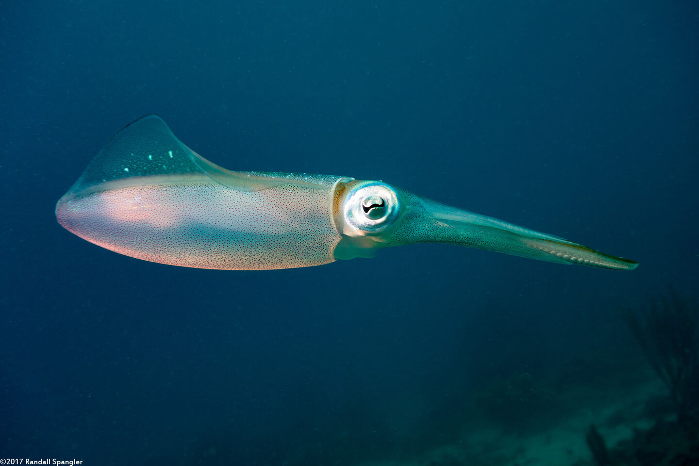 Sepioteuthis sepioidea (Caribbean Reef Squid)