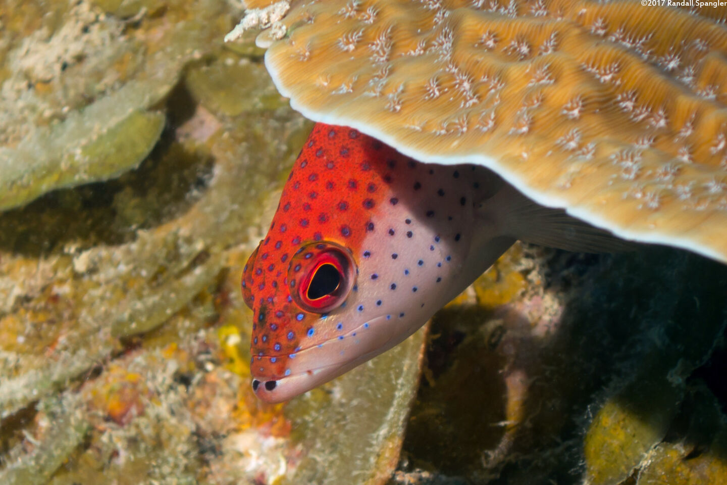 Cephalopholis fulva (Coney)