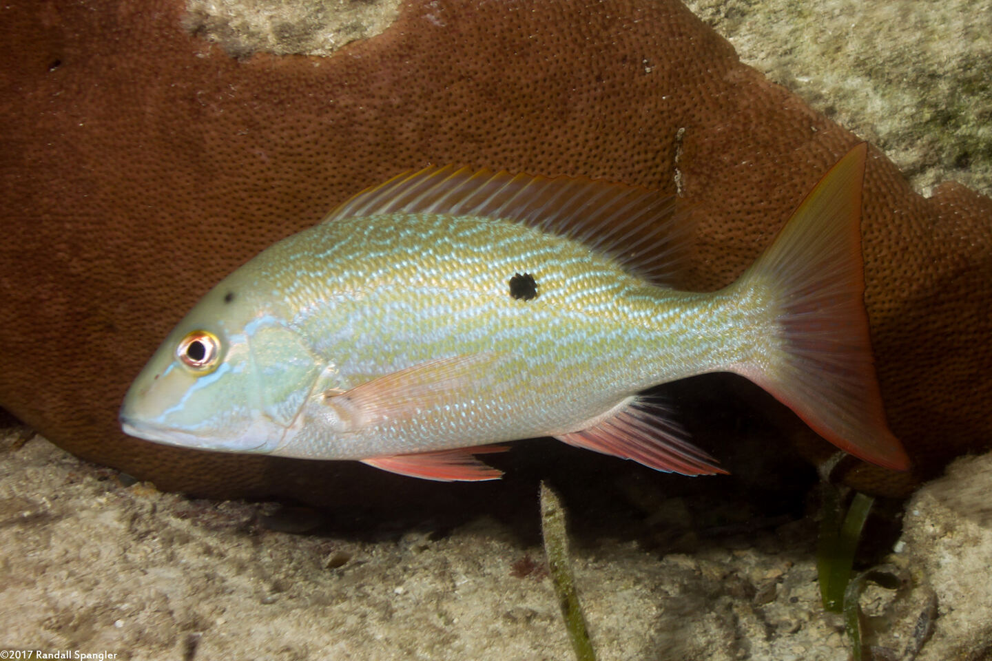 Lutjanus analis (Mutton Snapper)