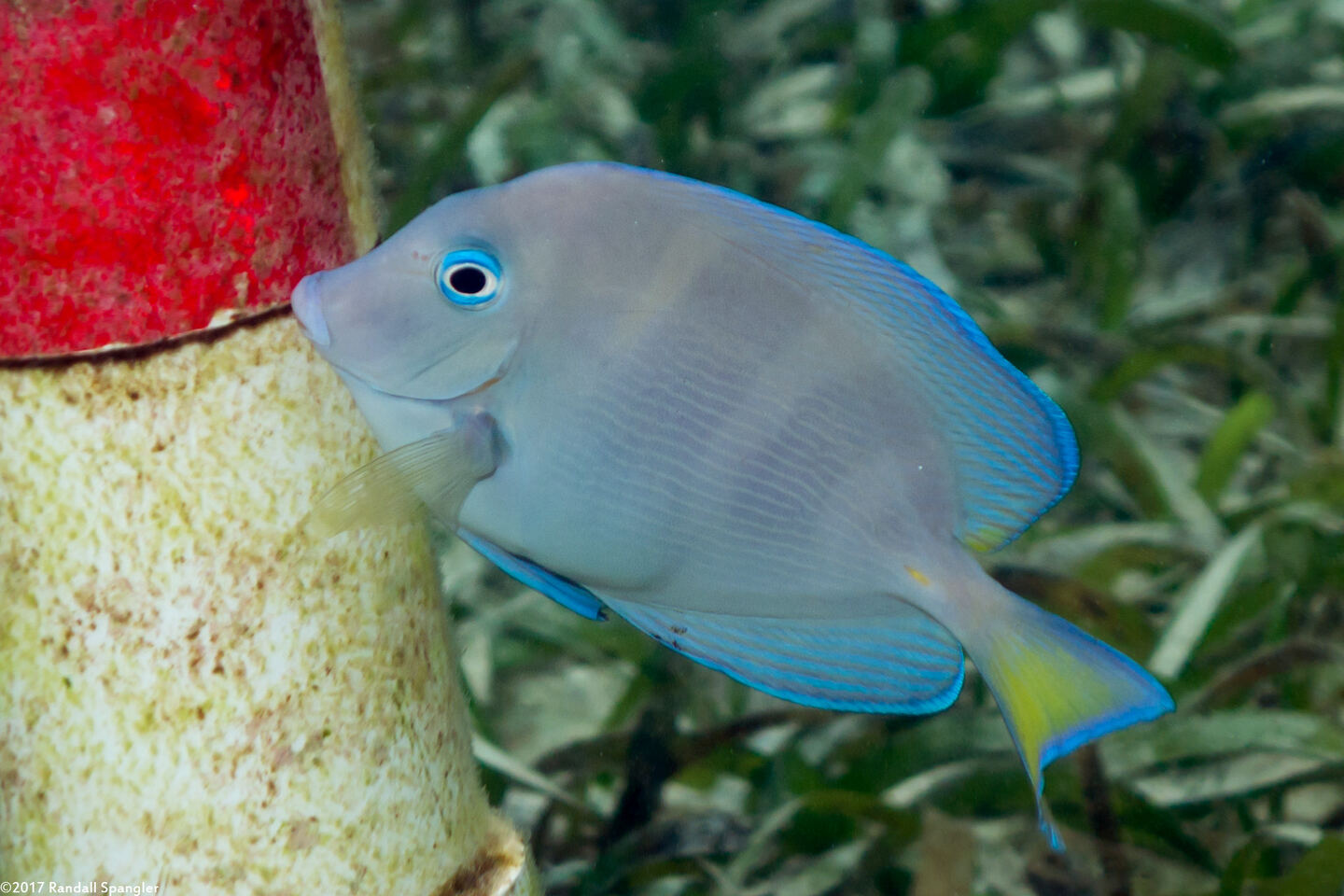 Acanthurus coeruleus (Blue Tang)