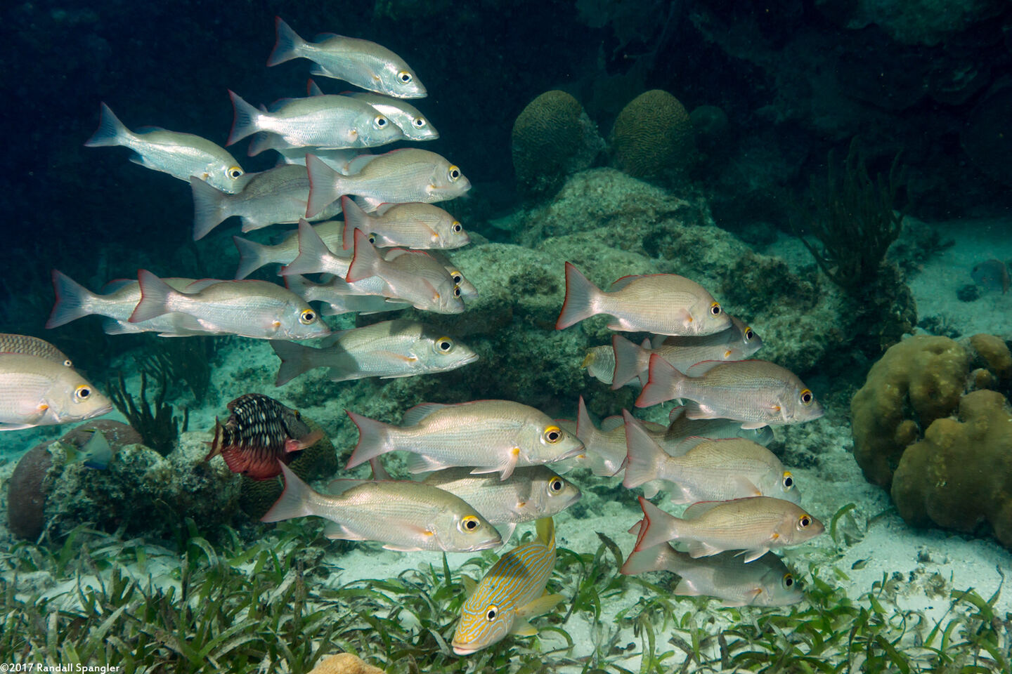 Lutjanus mahogoni (Mahogany Snapper)