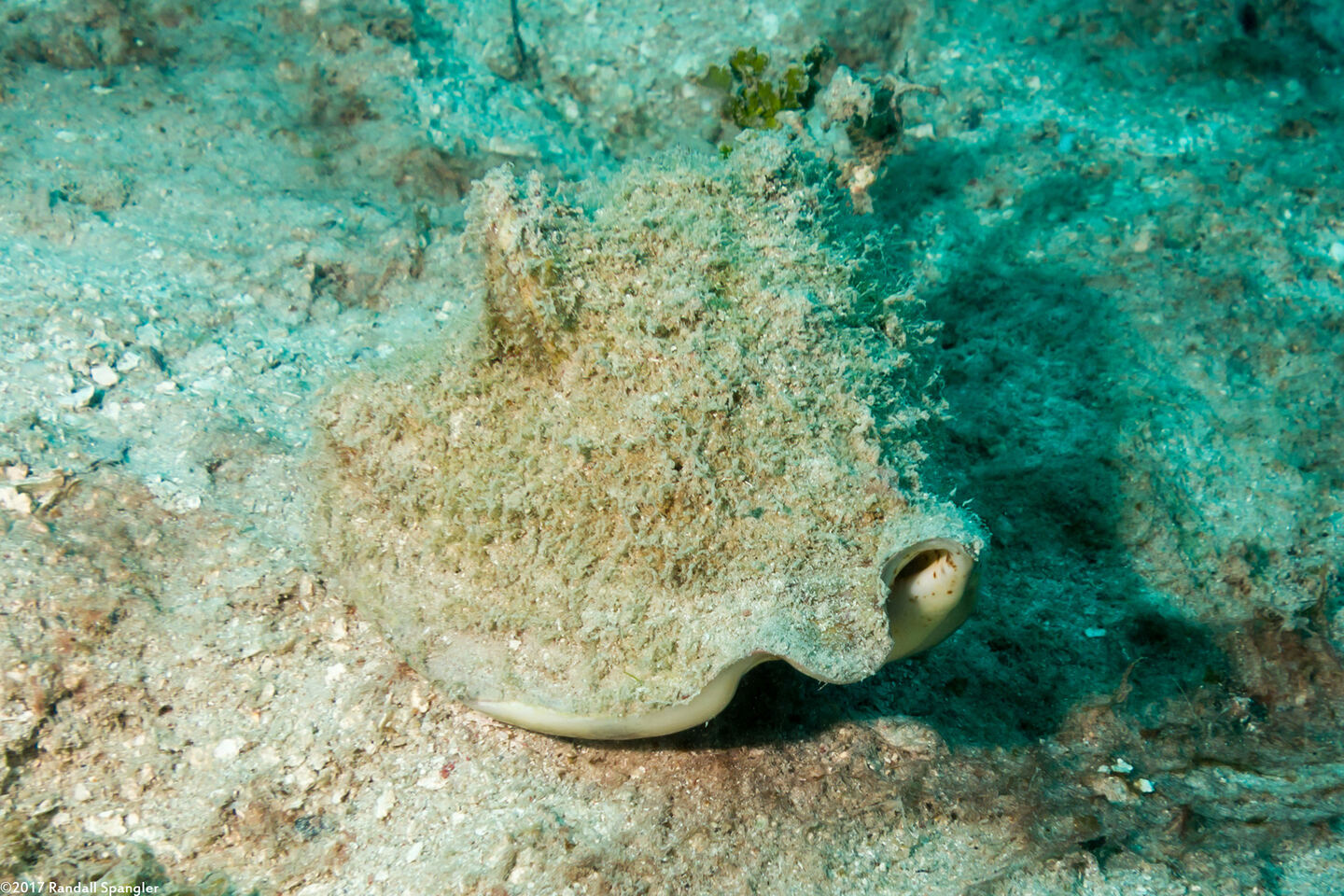 Macrostrombus costatus (Milk Conch)